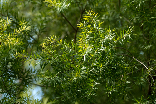 Narrow-leaved,Tea-tree's,Lush,Leaves,(melaleuca,Alternifolia)
