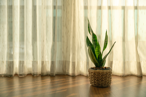 Air,Purifying,Plant,,Dracaena,Trifasciata,Over,Curtain,Background,In,Warm