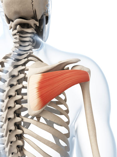 3d,Rendered,Illustration,Of,The,Infraspinatus,Muscle