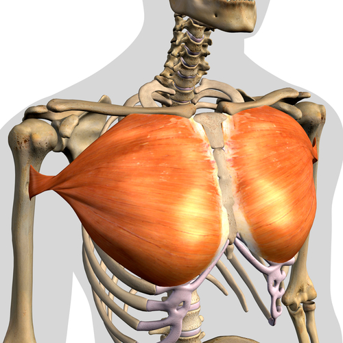 Pectoralis,Major,Muscles,Isolated,In,Anterior,View,Anatomy,On,White