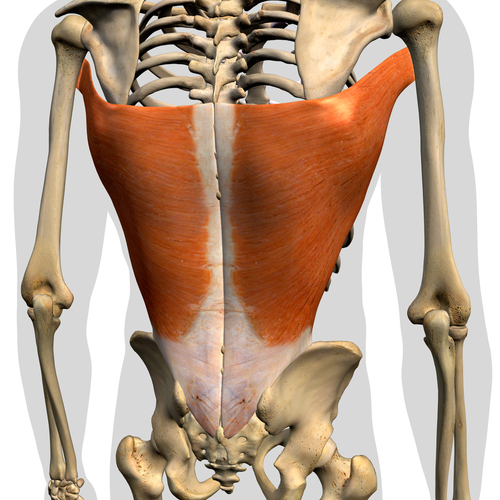 Latissimus,Dorsi,Muscles,Isolated,In,Posterior,View,Human,Anatomy,On