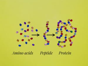 Molecular,Model,Of,Amino,Acids,,Peptide,,And,Protein.,Protein,Structure