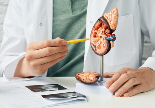 Urology,And,Treatment,Of,Kidney,Disease.,Doctor,Analyzing,Of,Patient